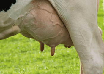 Uiergezondheid I: Inzoomen op mastitis