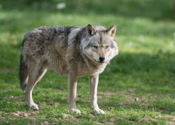 Wolven verjagen? Gebruik een afrastering