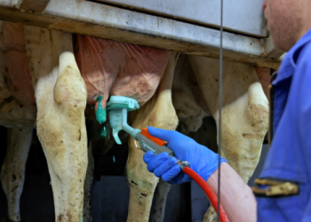 BoerENverstand: nabehandelen in de melkstal en -robot