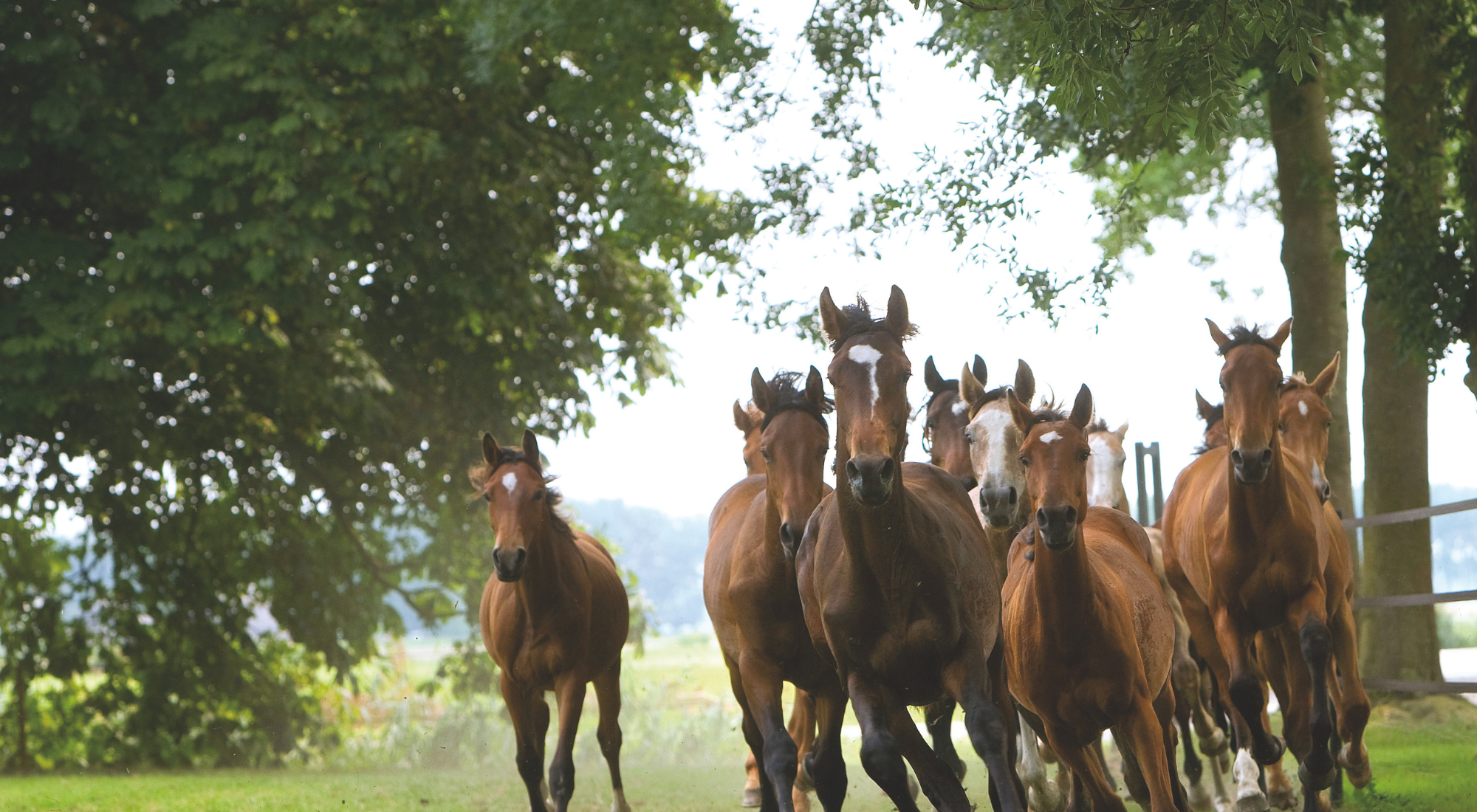 Alle weide artikelen voor paarden Alle weide artikelen voor paarden