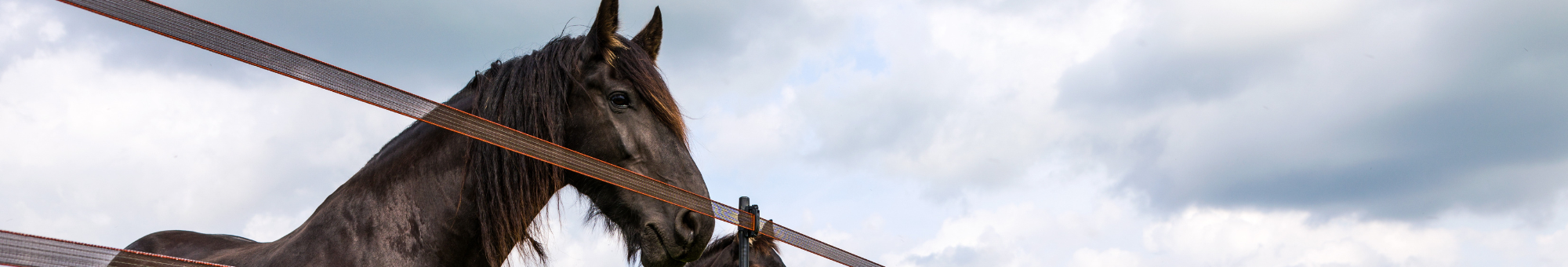 Paardenhouderij