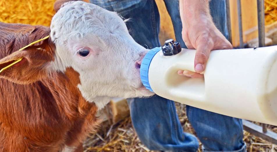 Biest, de belangrijkste voeding voor het kalf