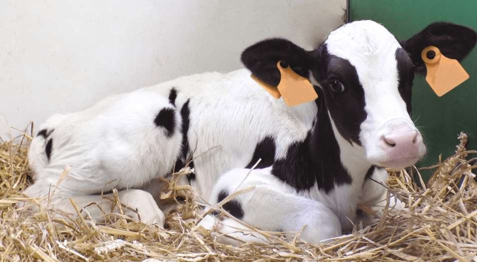 Gezonde kalveren en meer groei met brok of muesli 