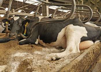 Zorg voor een droog en hygiënisch ligbed met een lage infectiedruk!