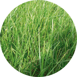 Belida Engels Raaigras | 25 kg
