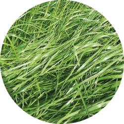 Carital Italiaans Raaigras tetraplo&iuml;d | maaien & weiden | 10kg