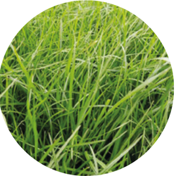 Carréo Engels raaigras tetraploïd | half-laat | 10kg