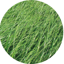 Cocar Italiaans raaigras diploïd | vroeg | 10kg