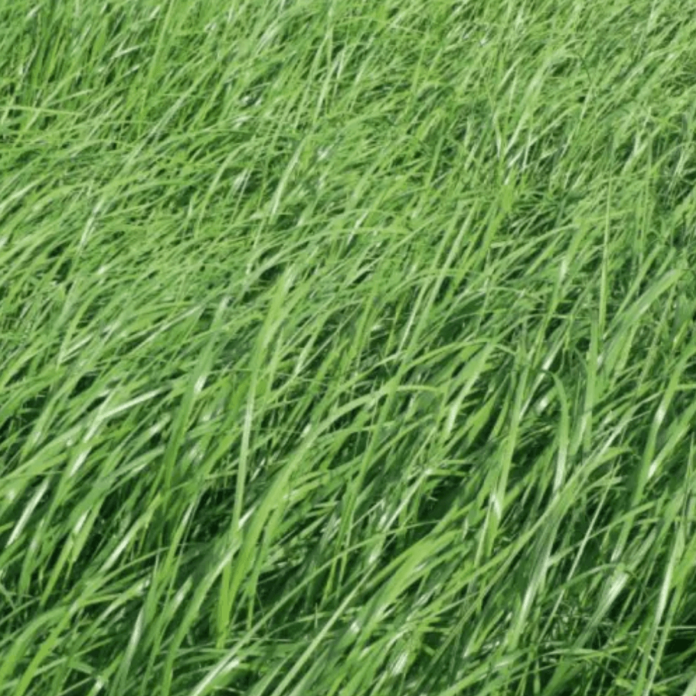 Cocar diploïd raaigras diploid-raaigras-cocar