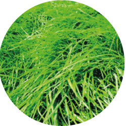 Cotina Engels raaigras diploïd | half-laat | 10kg