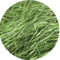 Crusader Hybride raaigras tetraploïd | 10kg