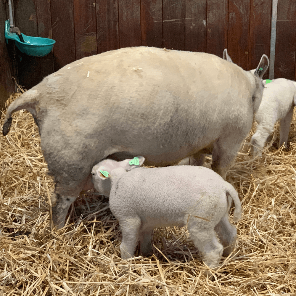 Drinkend lam bij schaap