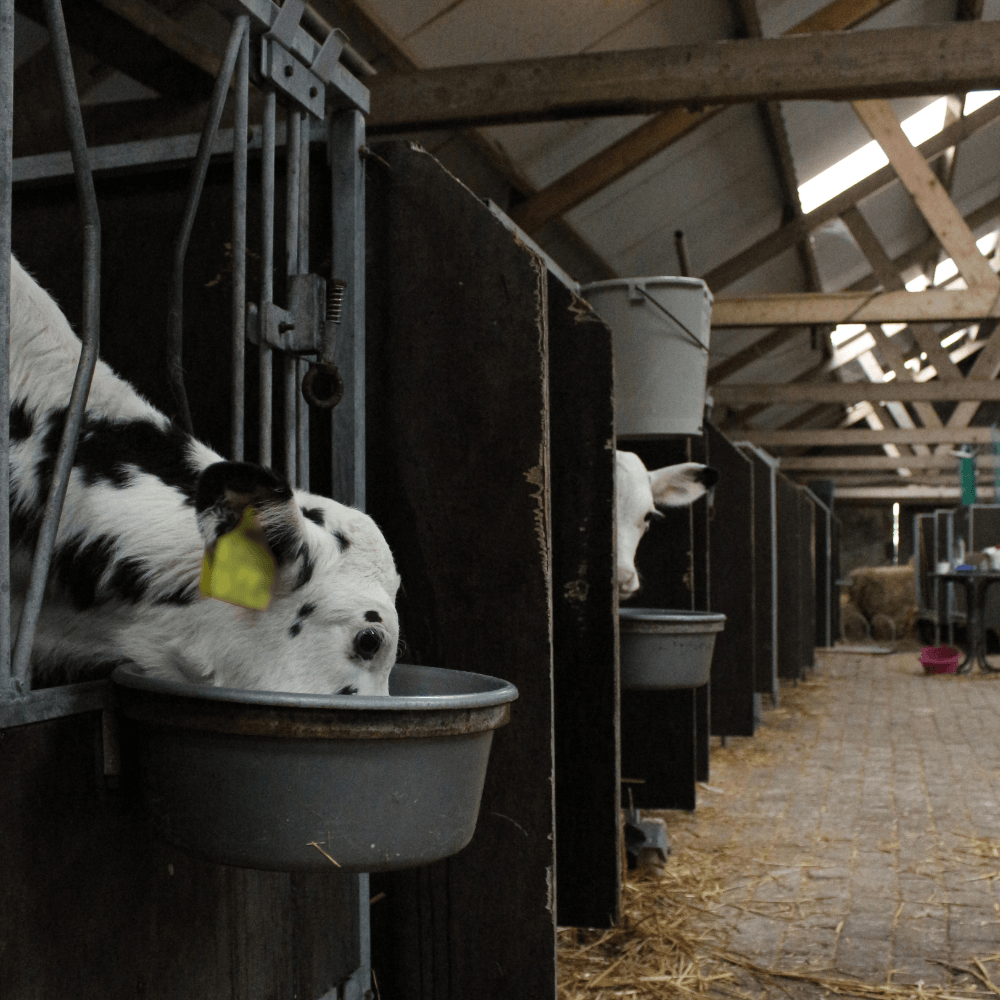 Schoon drinkwater voor kalveren Schoon drinkwater voor kalveren