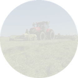 Melpush Italiaans raaigras diplo&iuml;d | vroeg | 10kg