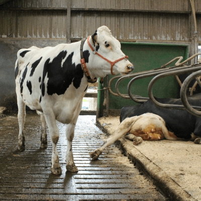 Koe in inggestrooide ligbox