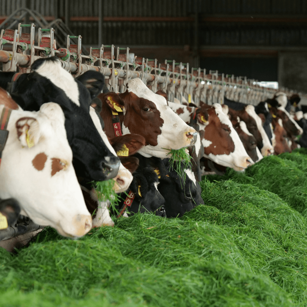 Koeien die vers gras eten