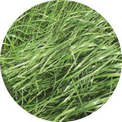 Lemnos Italiaans raaigras tetraplo&iuml;d | 25kg