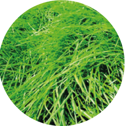 Lemnos Italiaans raaigras tetraploïd | 25kg