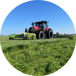 Graszaad voor maaien