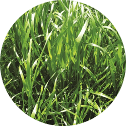 Melprius Hybride Raaigras | tetraplo&iuml;d | 25 kg