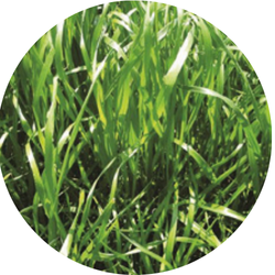 Melprius Hybride raaigras tetraploïd | 10kg