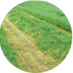 Melpush Italiaans raaigras diploïd | vroeg | 10kg