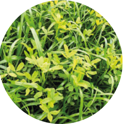 Mix Dual Pro Italiaans gras + rode klaver | 15kg