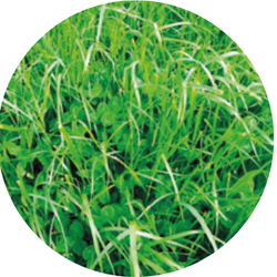 Mix Festine Engels gras + timothee + witte klaver | 15kg