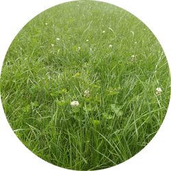 Mix Swis Engels raaigras + kruidenmengsel | 15kg