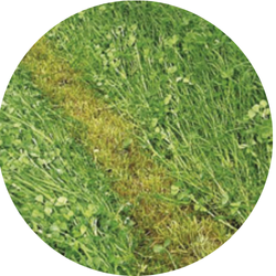 Mix Trienal Pro raaigras + rode & incarnaat klaver | 15kg