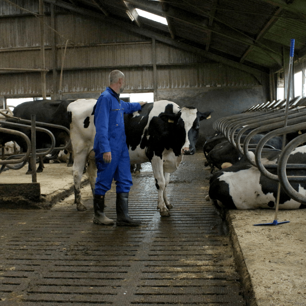Boer in koeienstal tussen koppel