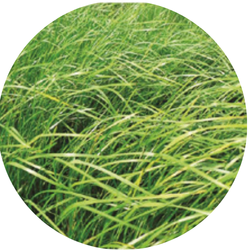 Twee Hybride raaigrassen mix 15 kg