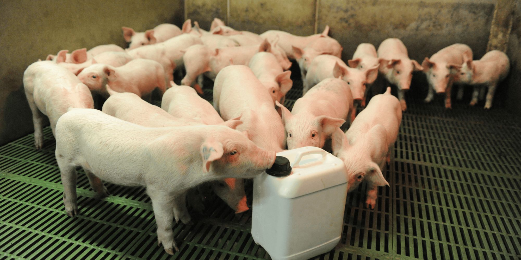 Voedingssupplementen