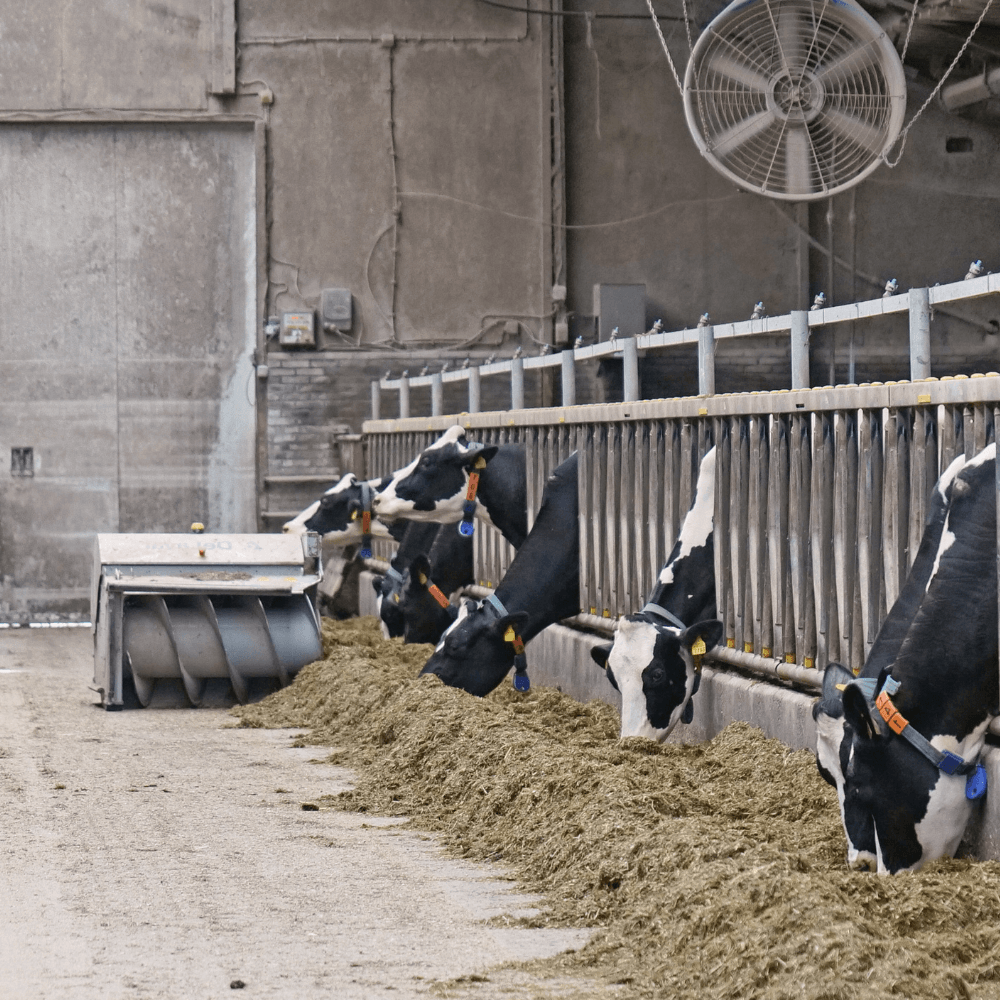 Voerschuiver in de koeienstal