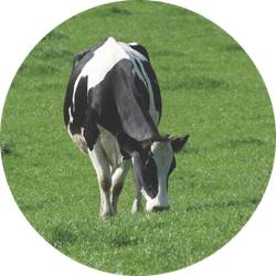 Graszaad voor weiden