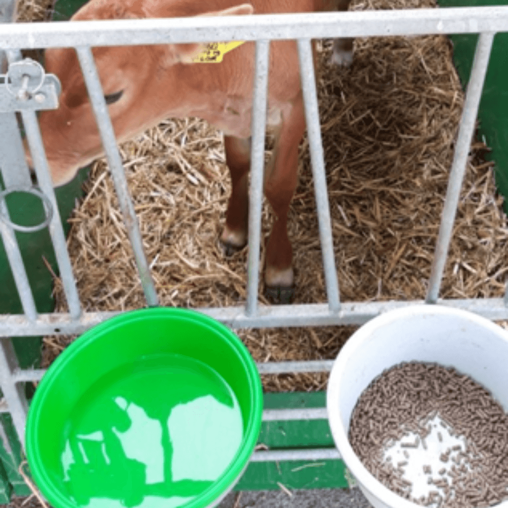 Melk is geen vervanger voor water bij kalveren